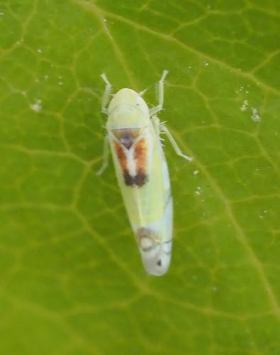 Réf. 251 864 : Zyginella pulchra